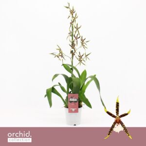 Oncidium Tarantula XL Bright Brassia, Yellow Spider 1-spike 'Orchid Collection'
(10 Plants/Order)(12cmP 55cmH)
