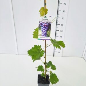 Vitis other white Vitis 'Dornfelder' 80CMC2
(10 Plants/Order)(17cmP 100cmH)