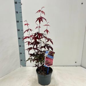 Acer palmatum Atropurpureum
(1 Plants/Order)(17cmP 60cmH)