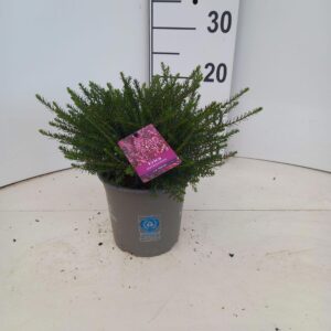 Erica darleyensis Jenny Porter J.W.
(6 Plants/Order)(15cmP 20cmH)