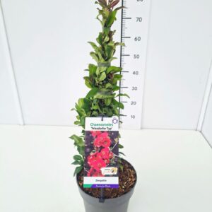 Chaenomeles speciosa Chaenomeles spec. 'Friesdorfer Typ' 40-50C5
(1 Plants/Order)(23cmP 60cmH)