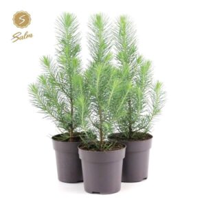 Pinus pinea Silver Crest P10,5
(15 Plants/Order)(10.5cmP 35cmH)