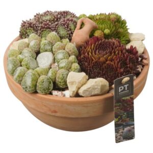 Arrangementen Sempervivum PTS7414 Arrangement Sempervivum in terracotta schaal
(2 Plants/Order)(23cmP 18cmH)