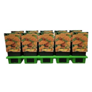 Achillea millefolium Achillea 'Terracotta' P11 (10 Plants/Order)(11cmP 25cmH)