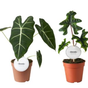 Alocasia mixed high
(8 Plants/Order)(12cmP 30cmH)
