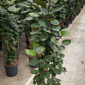 Polyscias Fabian busch P27
(1 Plants/Order)(27cmP 130cmH)