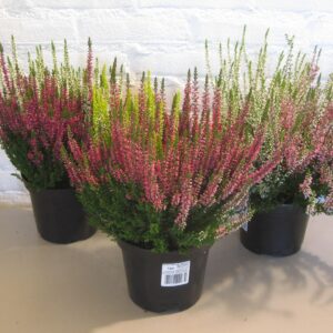 Calluna Beauty-Ladies "Ladies twins
(6 Plants/Order)(15cmP 40cmH)