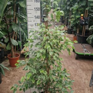 Ficus Golden King piramide 190
(1 Plants/Order)(30cmP 170cmH)