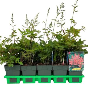 Astilbe Bressingham Be
(10 Plants/Order)(11cmP 25cmH)
