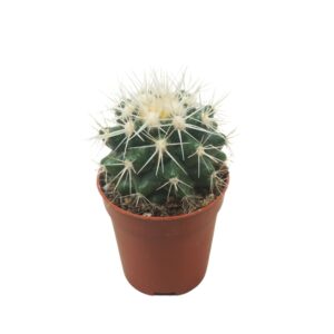 Echinocactus grusonii 'Albispina' 5,5 cm
(20 Plants/Order)(5.5cmP 8cmH)