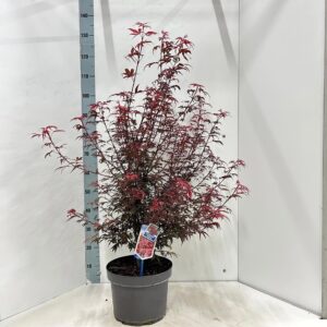 Acer palmatum Shaina
(1 Plants/Order)(29cmP 140cmH)