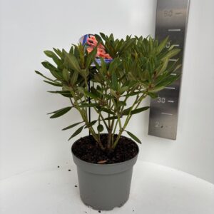 Rhododendron Catawbiense Grp Tortoiseshell Orange'
(1 Plants/Order)(23cmP 55cmH)