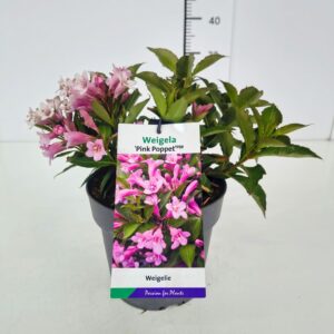 Weigela florida Weigela 'Pink Poppet' 25-30C3
(1 Plants/Order)(23cmP 45cmH)