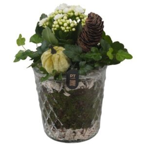Arrangement kamer PTHG8284 Arrangement Autumn Glass in glazen vaas
(6 Plants/Order)(12cmP 20cmH)