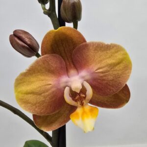 Phalaenopsis other Limited 16 Week 25
(10 Plants/Order)(12cmP 40cmH)