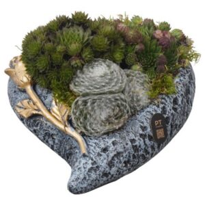 Arrangement PTAH3024 Arrangement All Saints in beton hart Pot
(3 Plants/Order)(20cmP 11cmH)