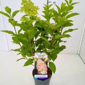 Hydrangea paniculata Hydrangea pan. 'Hercules' 30-40C3
(1 Plants/Order)(19cmP 50cmH)