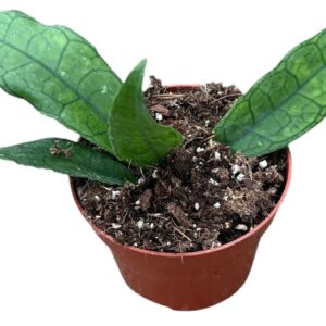 Hoya Finlaysonii Sukirin
(9 Plants/Order)(10.5cmP 15cmH)