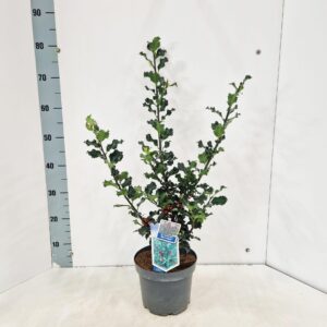 Ilex meserveae Blue Angel
(1 Plants/Order)(19cmP 75cmH)