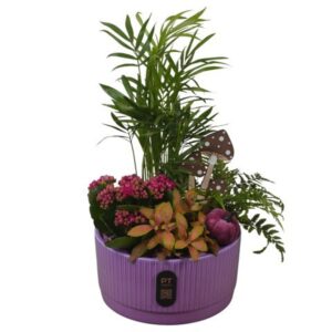 Arrangement kamer PTHI3215 Arrangement Autumn Indoor in Ceramics schaal
(3 Plants/Order)(19cmP 36cmH)