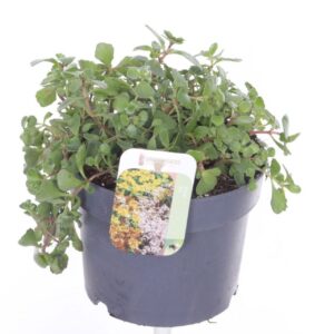 Sedum spurium Coccineum
(6 Plants/Order)(17cmP 25cmH)