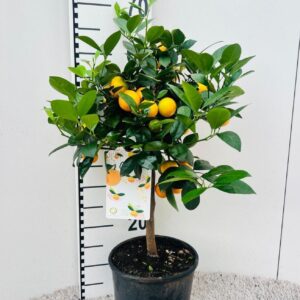 Citrofortunella x microcar Citrus Calamondin on stem
(1 Plants/Order)(19cmP 65cmH)