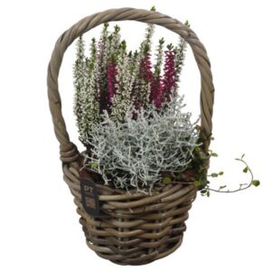 Arrangementen PTHO7501 Arrangement Autumn Outdoor in rieten mand
(3 Plants/Order)(16cmP 31cmH)