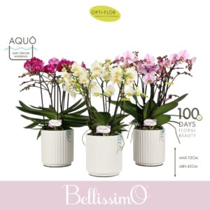 Phalaenopsis Multiflora Bellissimo mix in Molise White Aquo
(3 Plants/Order)(15cmP 50cmH)
