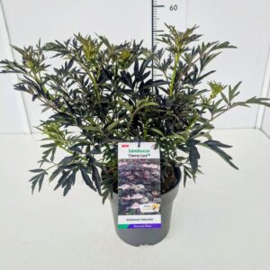 Sambucus nigra Sambucus nigra 'Cherry Lace' 40-50C5
(1 Plants/Order)(23cmP 60cmH)