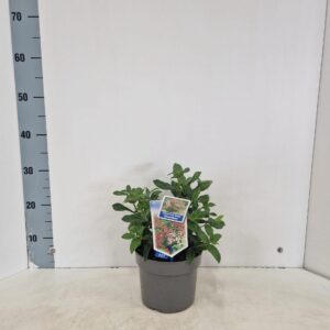 Viburnum tinus Gwenllian
(1 Plants/Order)(17cmP 35cmH)