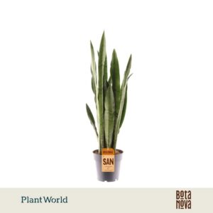 Sansevieria Spearmint
(7 Plants/Order)(14cmP 50cmH)