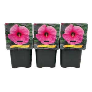 Hibiscus Royal Gem' C5
(1 Plants/Order)(21cmP 35cmH)