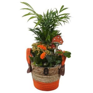 Arrangement kamer PTHI3299 Arrangement Autumn Indoor in rieten mand
(4 Plants/Order)(14cmP 36cmH)