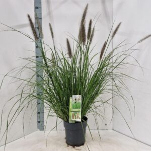 Pennisetum alopecuroides Viridescens'
(1 Plants/Order)(23cmP 120cmH)