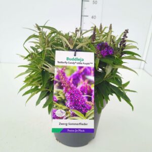 Buddleja Butterfly Candy Little Pur Buddleja 'Butterfly Candy Little Purple' 30-40C5
(1 Plants/Order)(23cmP 50cmH)