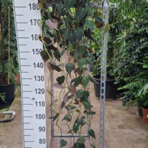 Philodendron scandens subsp. micans hangplant
(2 Plants/Order)(23cmP 180cmH)