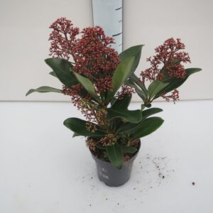 Skimmia japonica Rubella
(18 Plants/Order)(9cmP 25cmH)