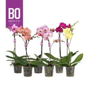 Phalaenopsis mixed Funda P12 BO 1 spike
(10 Plants/Order)(12cmP 50cmH)
