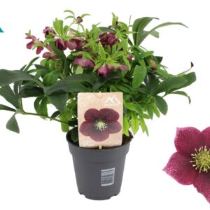 Helleborus Orientalis VIV Single Flowered 15 cm
(6 Plants/Order)(15cmP 50cmH)