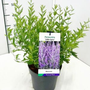 Perovskia atriplicifolia Little Perovskia atr. 'Little Spire' 30-40C5
(1 Plants/Order)(23cmP 50cmH)