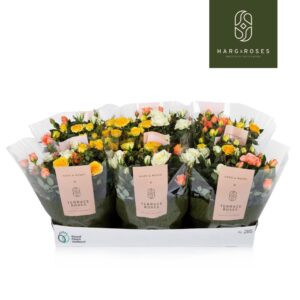 Rosa Kordana mixed Rosa Kordana Pastel mix Bowls (3 Colours Mix)
(6 Plants/Order)(21cmP 26cmH)
