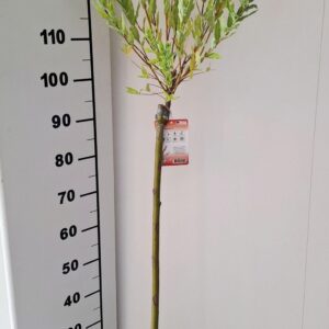Salix integra Flamingo stam 100
(1 Plants/Order)(23cmP 160cmH)