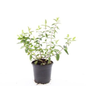 Hypericum Hidcote
(8 Plants/Order)(14cmP 15cmH)