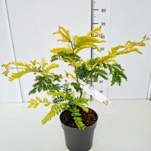Gleditsia Sunburst Gleditsia triac. 'Sunburst' 60-80C5
(1 Plants/Order)(23cmP 80cmH)