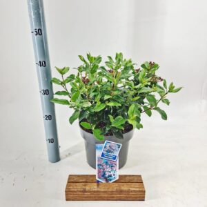 Viburnum tinus Gwenllian
(1 Plants/Order)(23cmP 35cmH)