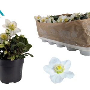Helleborus niger Christmas Carol 12 cm Medium
(10 Plants/Order)(12cmP 20cmH)