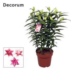 Lilium Roselily Zara Pink 19cm
(5 Plants/Order)(19cmP 65cmH)