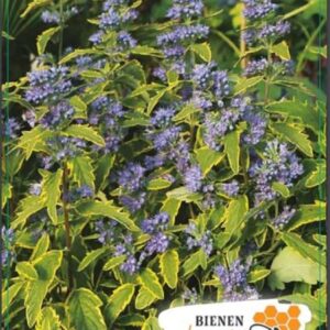 Caryopteris x clandonensis Caryopteris cland. 'Summer Sorbet' 30-40C3
(1 Plants/Order)(19cmP 50cmH)