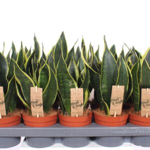 Sansevieria Futura Superba Black
(10 Plants/Order)(12cmP 35cmH)