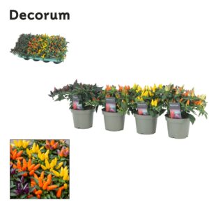 Capsicum annuum Torero mixed Capscium Mixtray
(8 Plants/Order)(13cmP 23cmH)